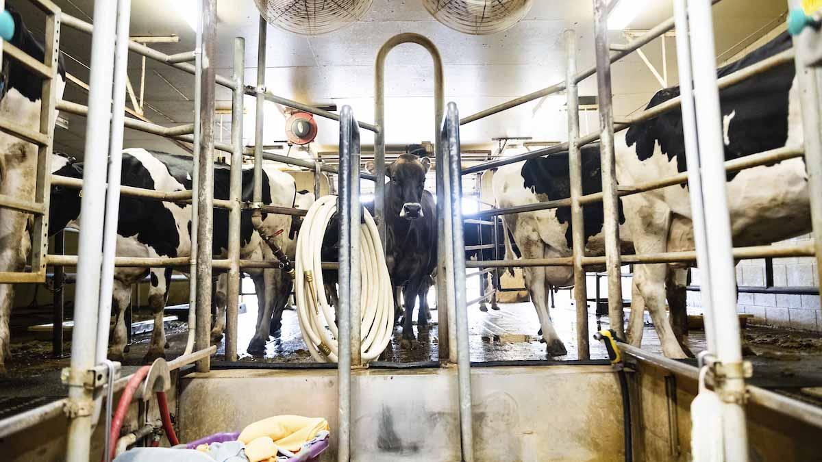 挤奶厅里等着被牵的奶牛.
