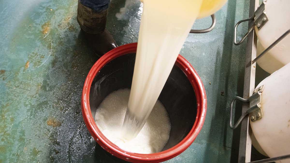 牛奶被倒进桶里.