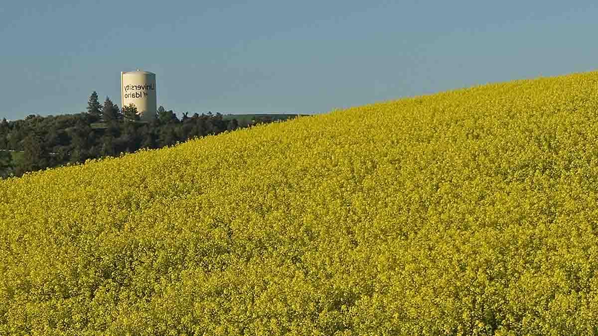 Canola field with university water tower in the background