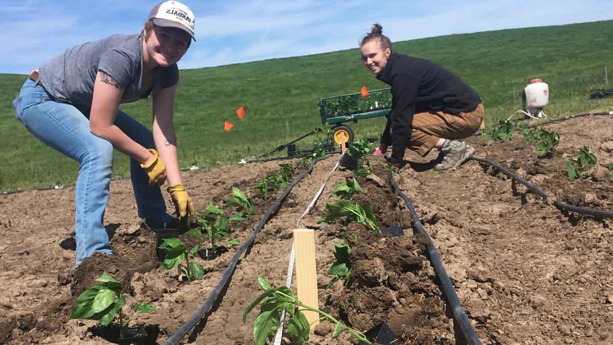 Clare and Kristina planting peppers at the Soil Stewards Farm