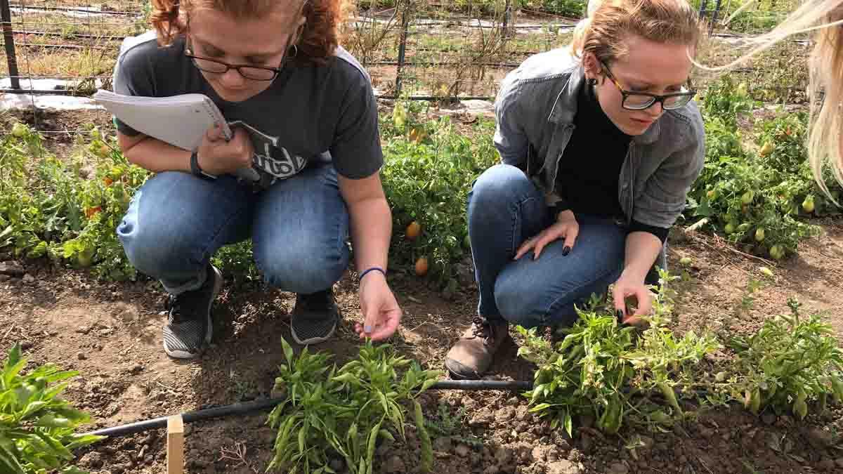 Plant pathology students investigate tomato plants for diseases at the University of Idaho Soil Stewards Farm.