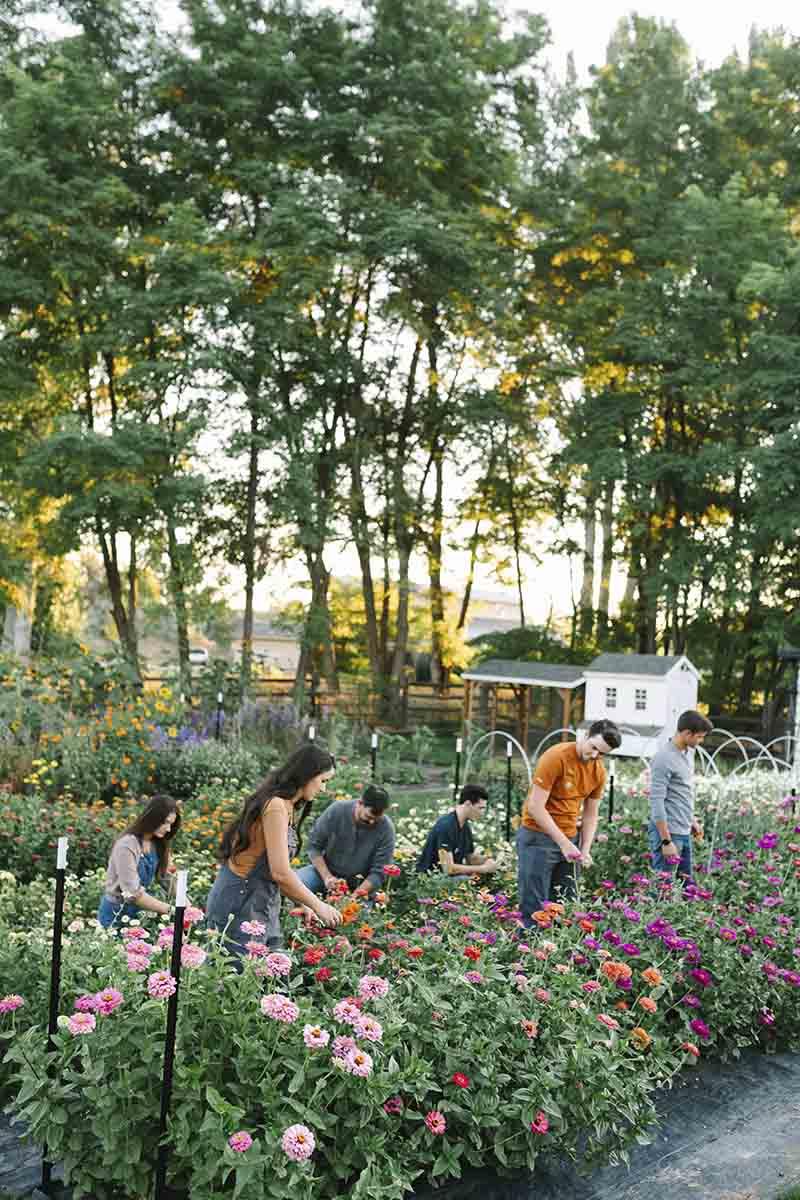 Six adults work in a field of various types of cut flower varieties.
