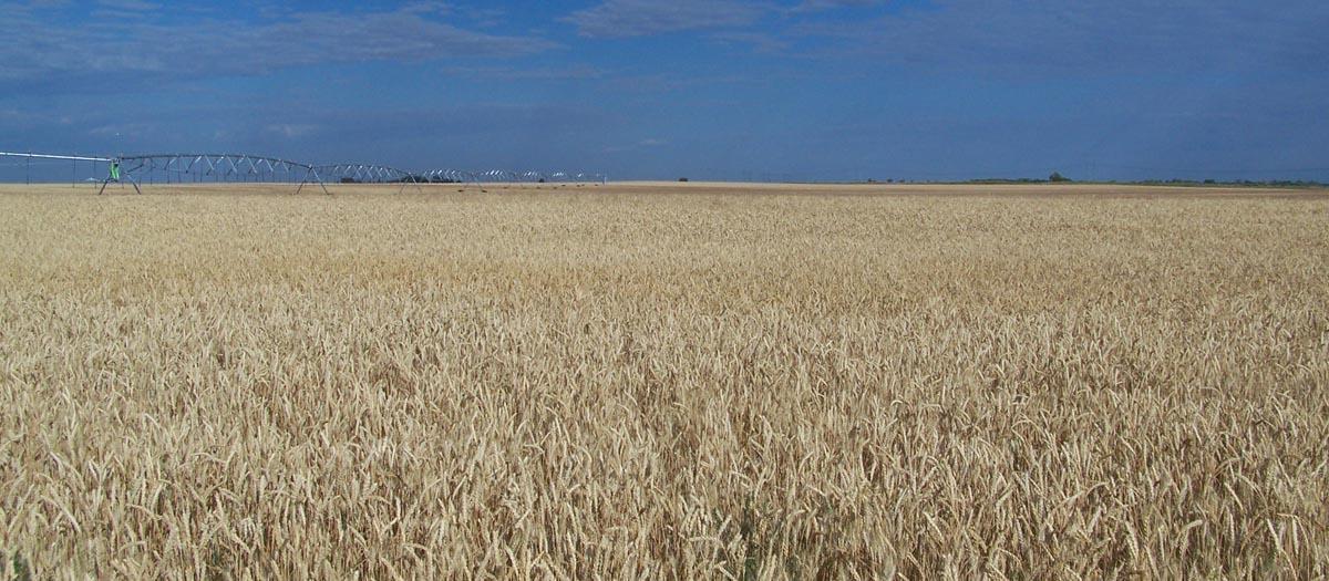 霍尔堡保留地的大片麦田