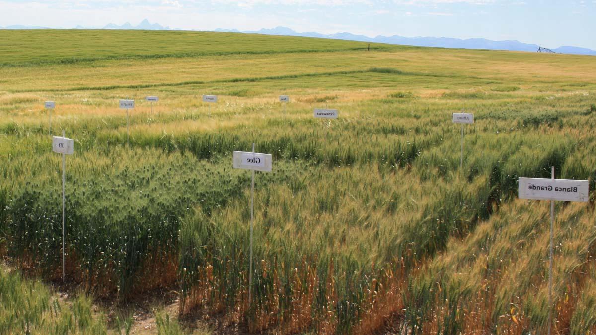 A field of grain varieties