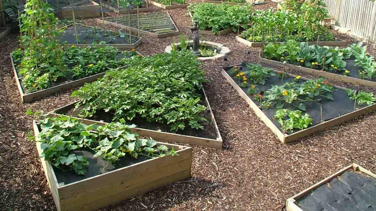 栽培的或盒装的菜园